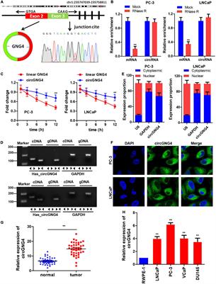 CircGNG4 Promotes the Progression of Prostate Cancer by Sponging miR-223 to Enhance EYA3/c-myc Expression